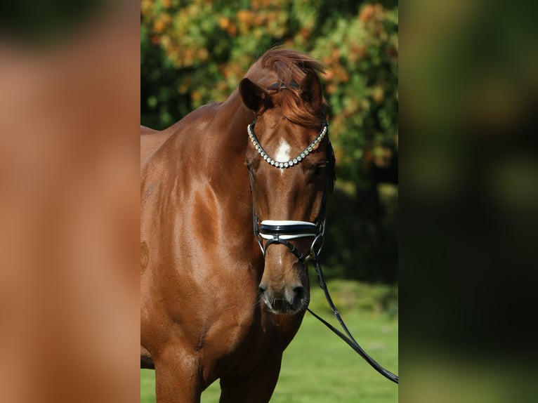 Oldenburg Gelding 7 years 17,1 hh Chestnut-Red in Rehburg-Loccum Oldenburg Gelding 7 years 17,1 hh Chestnut-Red in Rehburg-Loccum