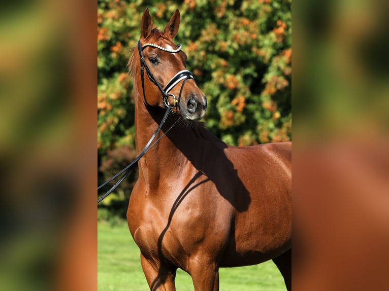 Oldenburg Gelding 7 years 17,1 hh Chestnut-Red in Rehburg-Loccum Oldenburg Gelding 7 years 17,1 hh Chestnut-Red in Rehburg-Loccum