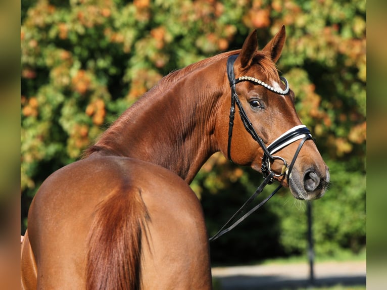 Oldenburg Gelding 7 years 17,1 hh Chestnut-Red in Rehburg-Loccum Oldenburg Gelding 7 years 17,1 hh Chestnut-Red in Rehburg-Loccum