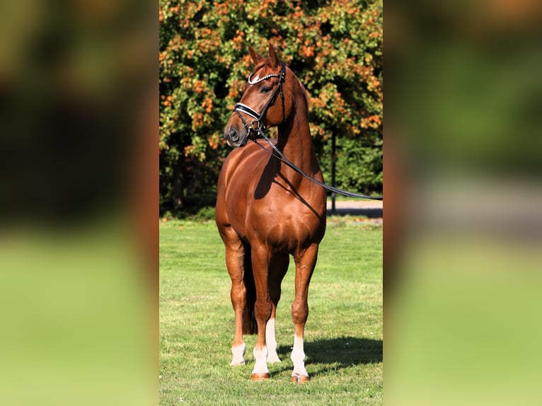 Oldenburg Gelding 7 years 17,1 hh Chestnut-Red in Rehburg-Loccum Oldenburg Gelding 7 years 17,1 hh Chestnut-Red in Rehburg-Loccum