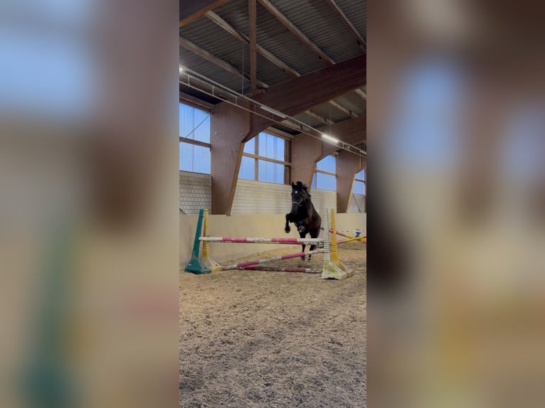 Oldenburg Gelding 7 years 17,1 hh Smoky-Black in Düsseldorf