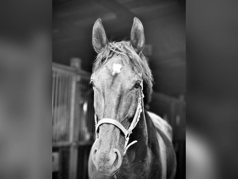 Oldenburg Gelding 7 years 17,1 hh Smoky-Black in Düsseldorf