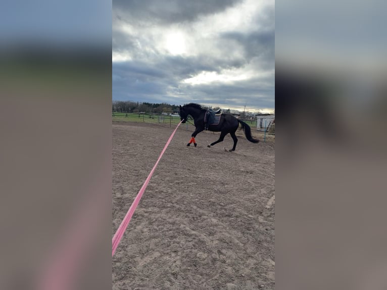 Oldenburg Gelding 7 years 17,1 hh Smoky-Black in Thedinghausen