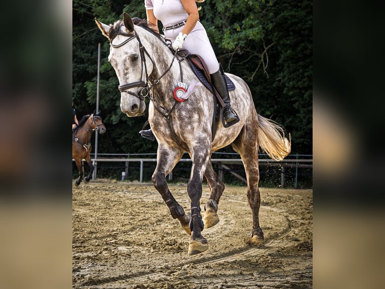 Oldenburg Gelding 7 years 17,2 hh Grey-Dapple in Castrop-Rauxel