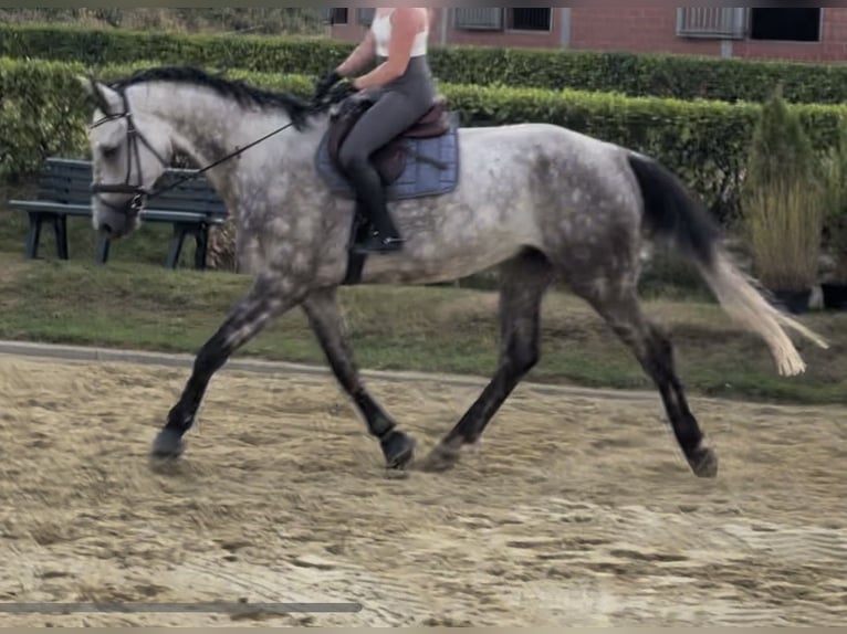 Oldenburg Gelding 7 years 17,2 hh Grey-Dapple in Castrop-Rauxel