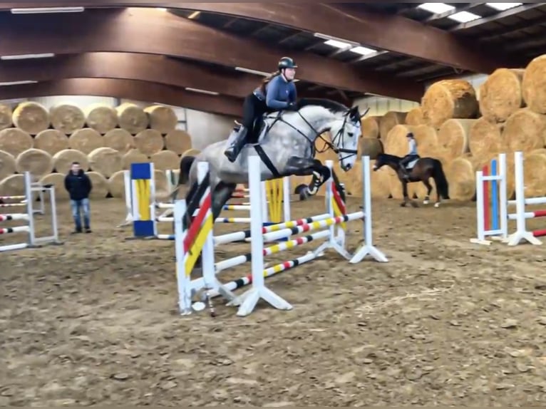 Oldenburg Gelding 7 years 17,2 hh Grey-Dapple in Castrop-Rauxel