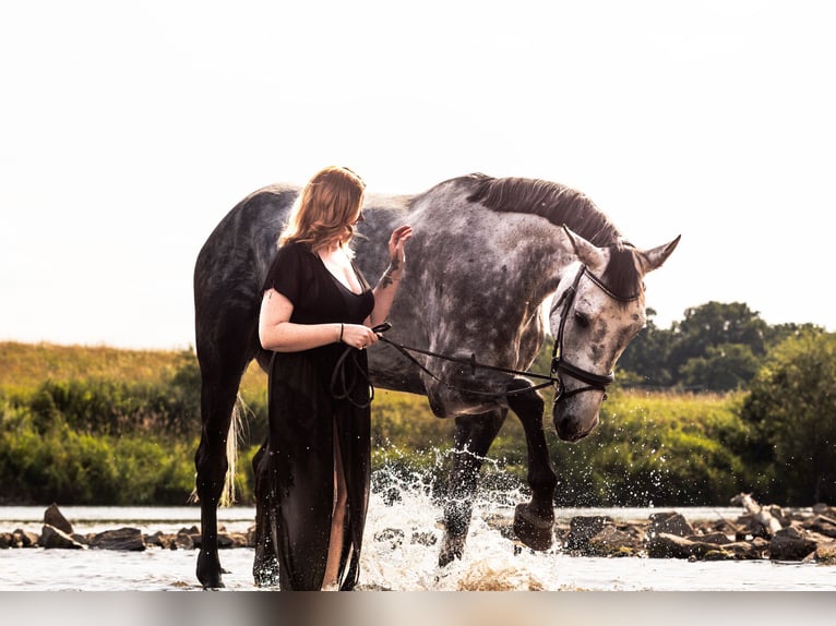 Oldenburg Gelding 7 years 17,2 hh Grey-Dapple in Castrop-Rauxel