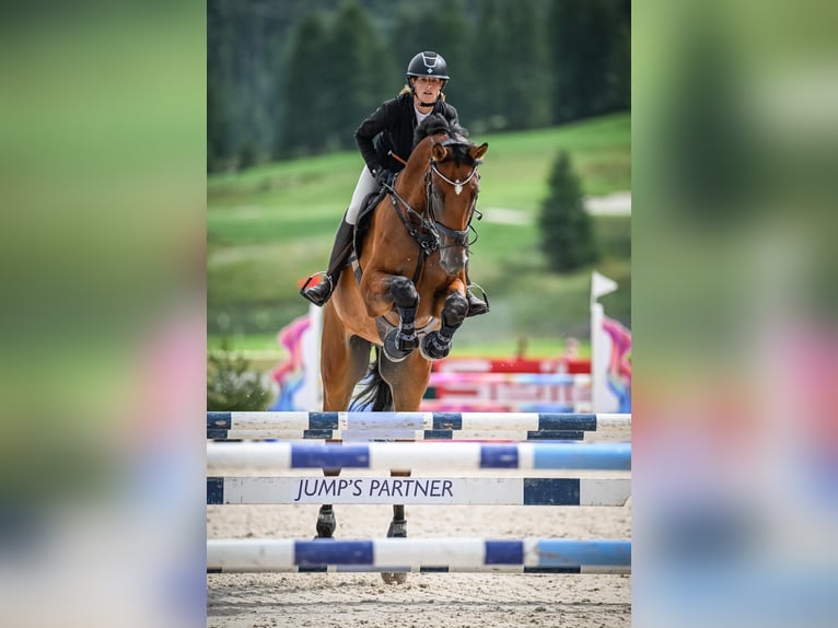 Oldenburg Gelding 7 years 18,1 hh Brown in Schönenberg ZH