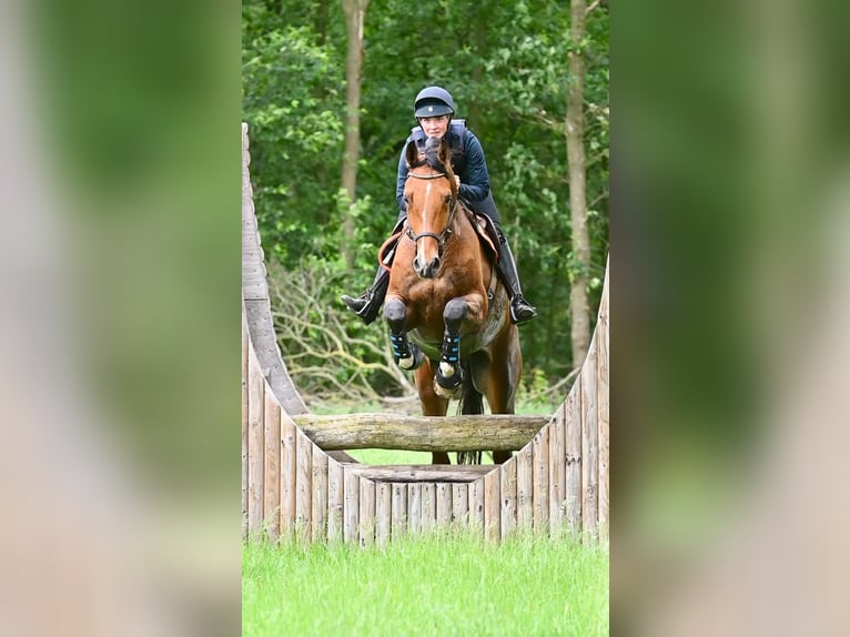 Oldenburg Gelding 7 years 18 hh Brown in Oosterstreek