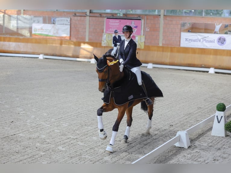 Oldenburg Gelding 7 years 18 hh Brown in Neuss