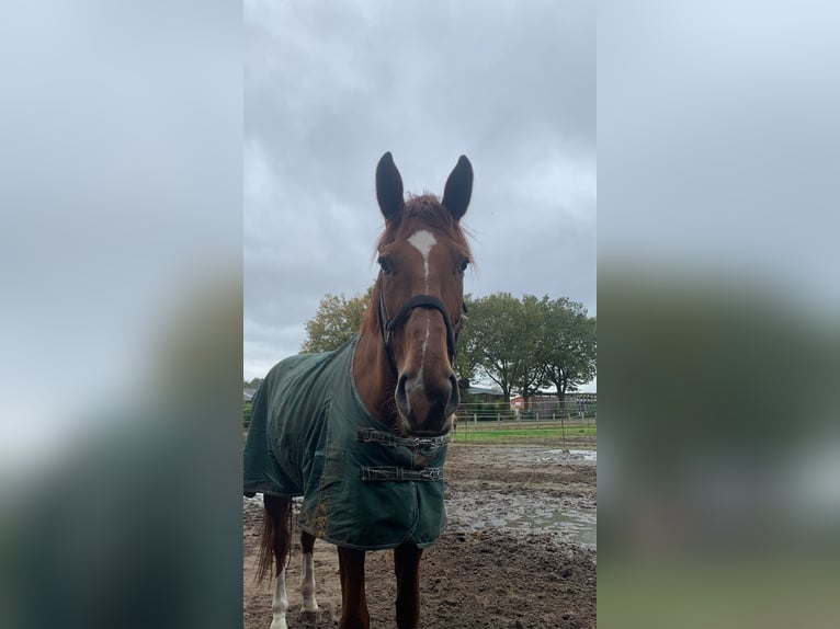 Oldenburg Gelding 7 years 18 hh Chestnut-Red in Essen (Oldenburg)