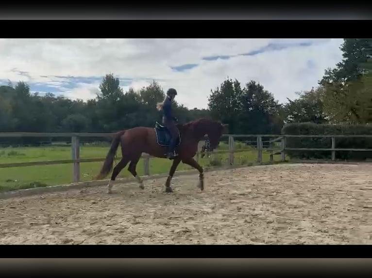 Oldenburg Gelding 7 years 18 hh Chestnut-Red in Essen (Oldenburg)