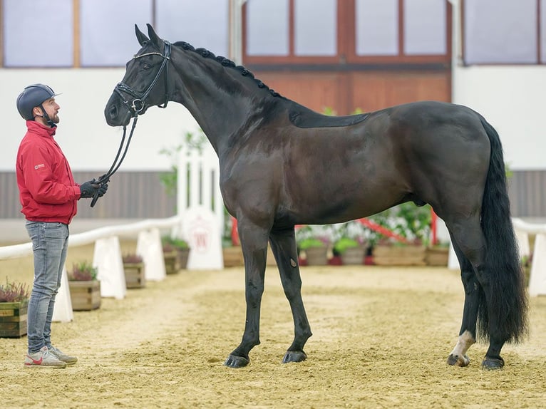 Oldenburg Gelding 7 years Black in Münster-Handorf