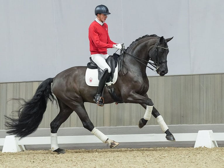 Oldenburg Gelding 7 years Black in Münster-Handorf