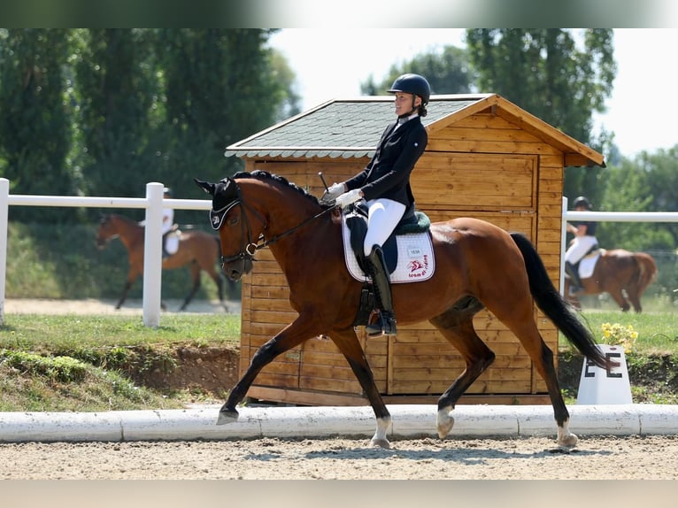 Oldenburg Gelding 7 years Brown in Ebreichsdorf