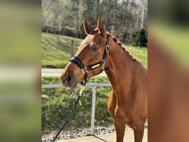 Oldenburg Gelding 7 years Chestnut-Red in WilnsdorfWilnsdorf