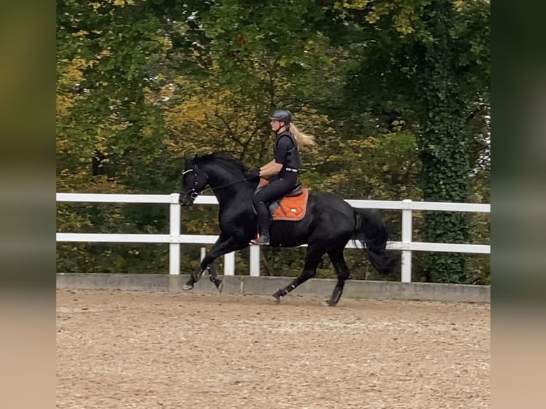 Oldenburg, Gelding, 8 years, 15.2 hh, Black