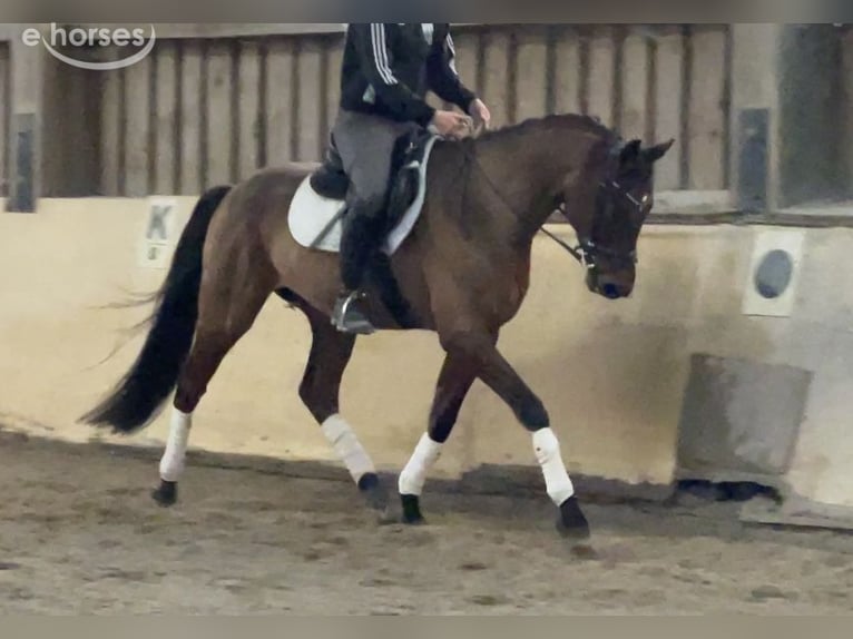 Oldenburg Gelding 8 years 15.2 hh Brown in Würzburg