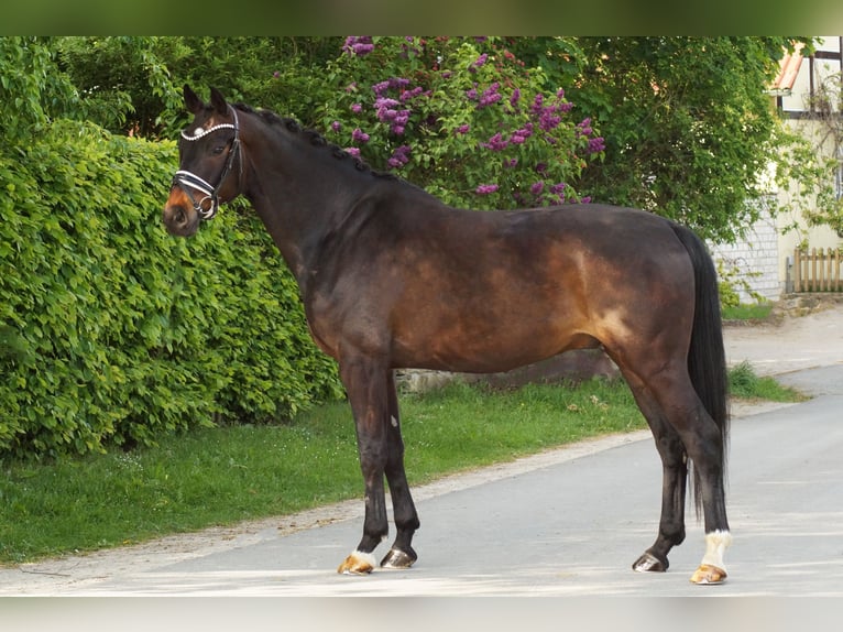 Oldenburg Gelding 8 years 16,1 hh Bay-Dark in Gleichen