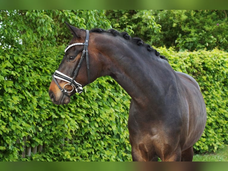 Oldenburg Gelding 8 years 16,1 hh Bay-Dark in Gleichen