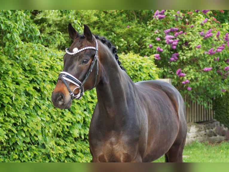 Oldenburg Gelding 8 years 16,1 hh Bay-Dark in Gleichen