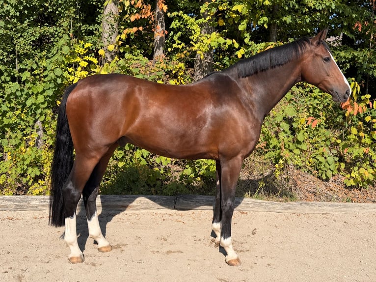 Oldenburg Gelding 8 years 16.1 hh Bay-Dark in Davidschlag