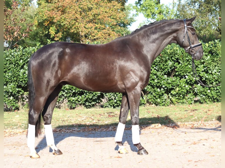 Oldenburg Gelding 8 years 16.1 hh Black in Selsingen