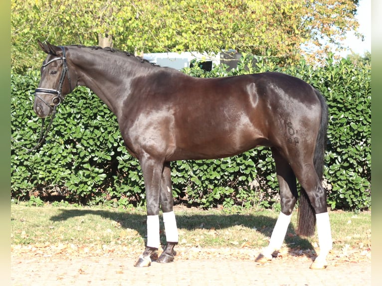 Oldenburg Gelding 8 years 16.1 hh Black in Selsingen