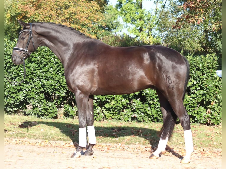 Oldenburg Gelding 8 years 16.1 hh Black in Selsingen