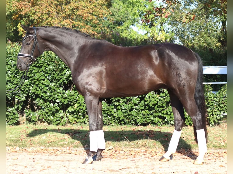 Oldenburg Gelding 8 years 16.1 hh Black in Selsingen
