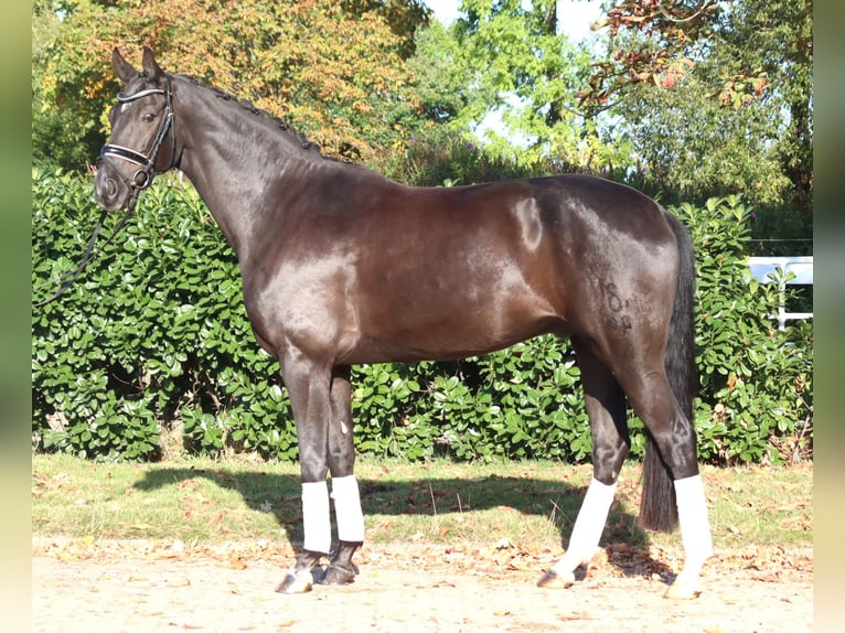 Oldenburg Gelding 8 years 16.1 hh Black in Selsingen
