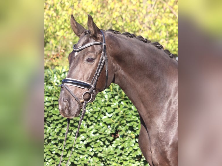 Oldenburg Gelding 8 years 16.1 hh Black in Selsingen