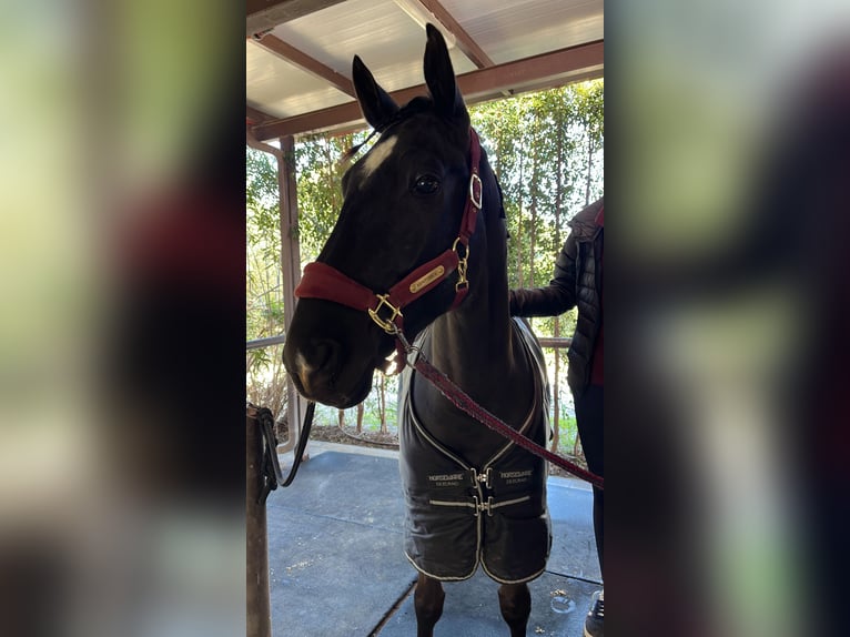 Oldenburg Mix Gelding 8 years 16.1 hh Black in Sotogrande