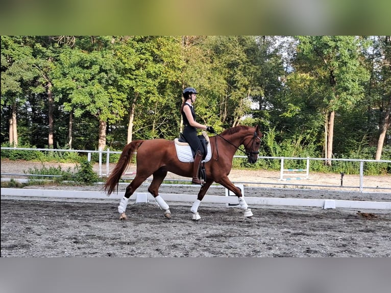 Oldenburg Gelding 8 years 16,1 hh Chestnut in Alberndorf in der Riedmark