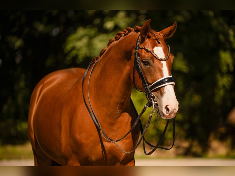 Oldenburg Gelding 8 years 16.1 hh Chestnut-Red in Wehringen