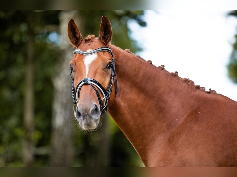 Oldenburg Gelding 8 years 16,1 hh Chestnut-Red in Krumbach