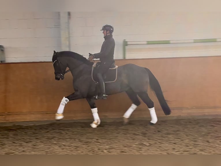 Oldenburg Gelding 8 years 16,1 hh Smoky-Black in Hanstedt