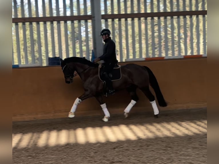 Oldenburg Gelding 8 years 16,1 hh Smoky-Black in Hanstedt