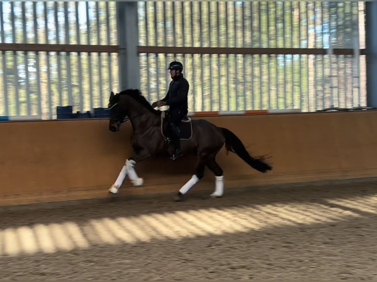 Oldenburg Gelding 8 years 16,1 hh Smoky-Black in Hanstedt