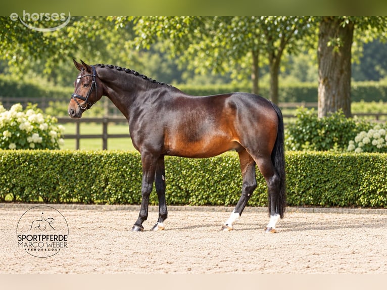 Oldenburg Gelding 8 years 16.2 hh Bay-Dark in Löningen