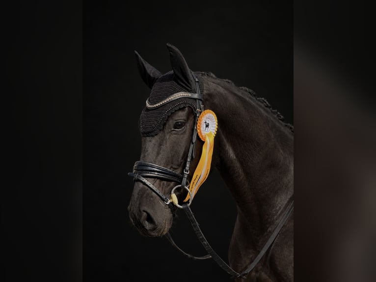 Oldenburg, Gelding, 8 years, 16.2 hh, Black