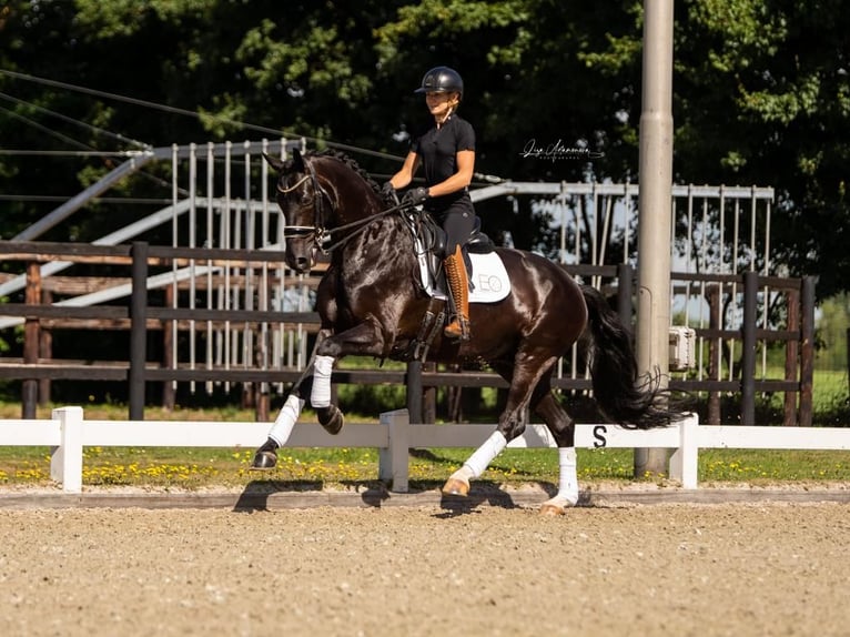 Oldenburg Gelding 8 years 16.2 hh Black in Rees
