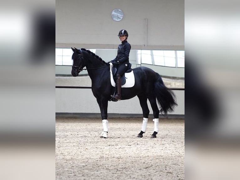 Oldenburg Gelding 8 years 16,2 hh Black in Stade