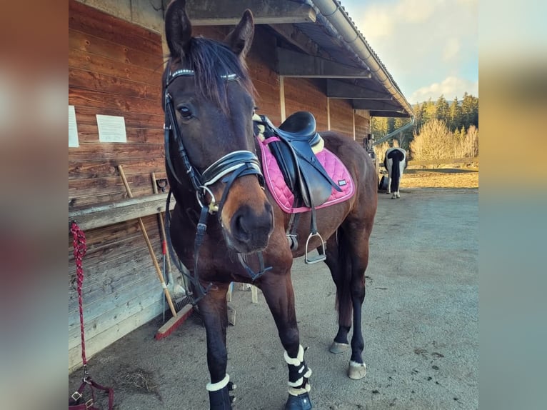 Oldenburg Gelding 8 years 16,2 hh Brown in Weißkirchen / Judenburg