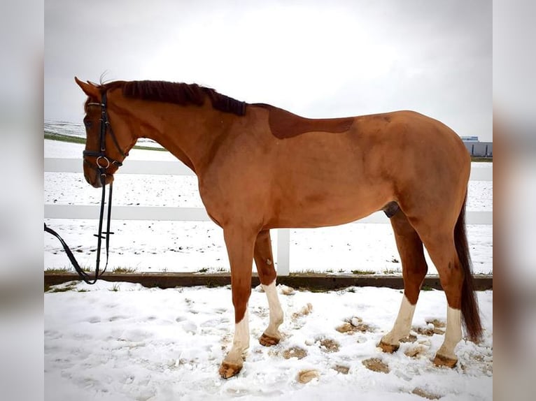 Oldenburg Gelding 8 years 16,2 hh Chestnut-Red in Allershausen