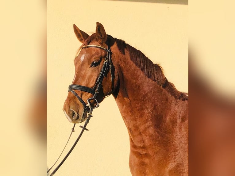 Oldenburg Gelding 8 years 16,2 hh Chestnut-Red in Allershausen