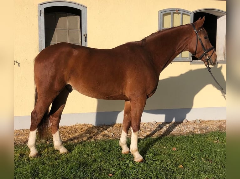 Oldenburg Gelding 8 years 16,2 hh Chestnut-Red in Allershausen