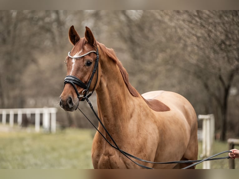 Oldenburg Gelding 8 years 16,2 hh Chestnut-Red in Bretten