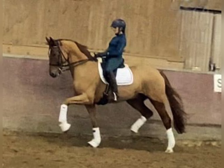 Oldenburg Gelding 8 years 16,2 hh Chestnut-Red in Bretten