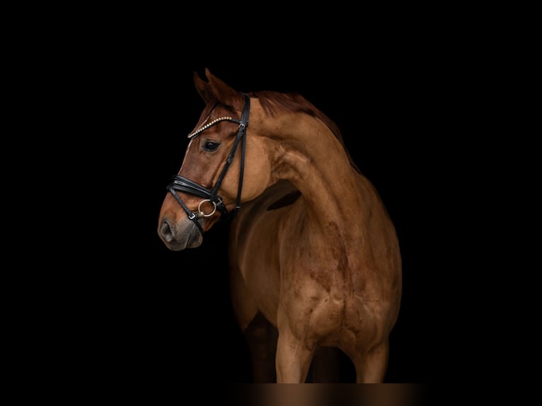 Oldenburg Gelding 8 years 16,2 hh Chestnut-Red in Bretten